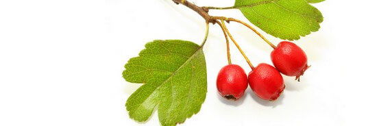 Le macérat de bourgeons d'Aubépine